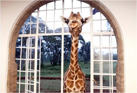 img_giraffe_manor_nairobi_2.jpg