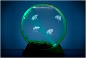 thum_desktop-jellyfish-tank.jpg