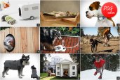 DOG GEAR