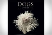 DOGS GODS | BY TIM FLACH