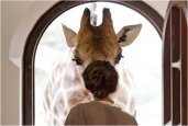 THE AMAZING GIRAFFE MANOR | NAIROBI AFRICA