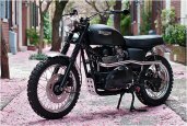 JACK PINE TRIUMPH | BY HAMMARHEAD INDUSTRIES