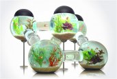 LABYRINTH AQUARIUM