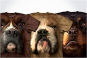 thum_img_the_mountain_dog_t_shirts.jpg