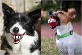 ROGZ GRINZ | FUNNY SMILE DOG TOY