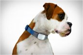 TAGG | THE PET TRACKER