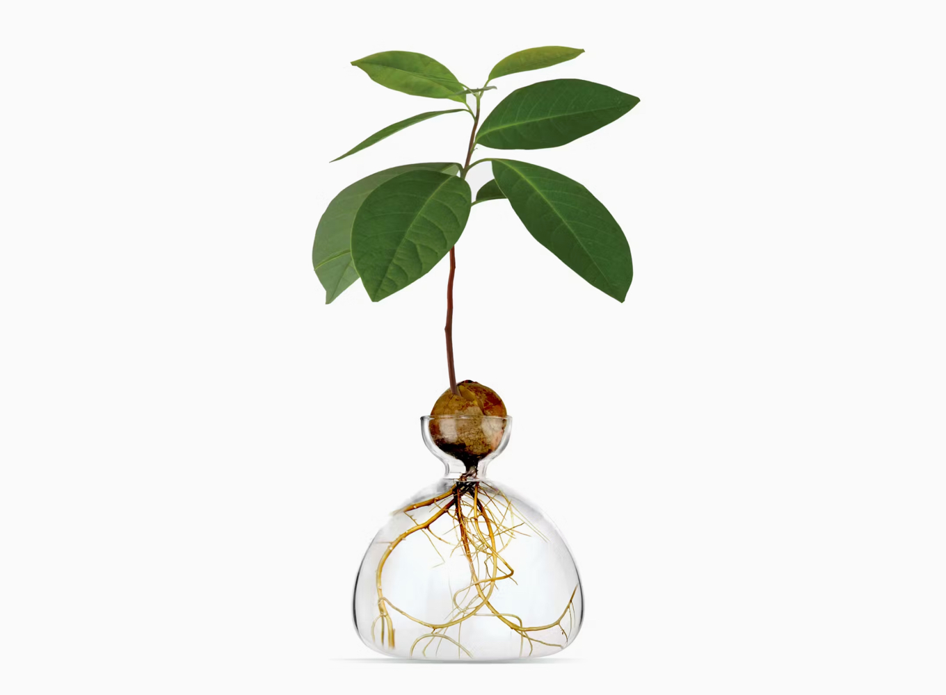 AVOCADO VASE - Image