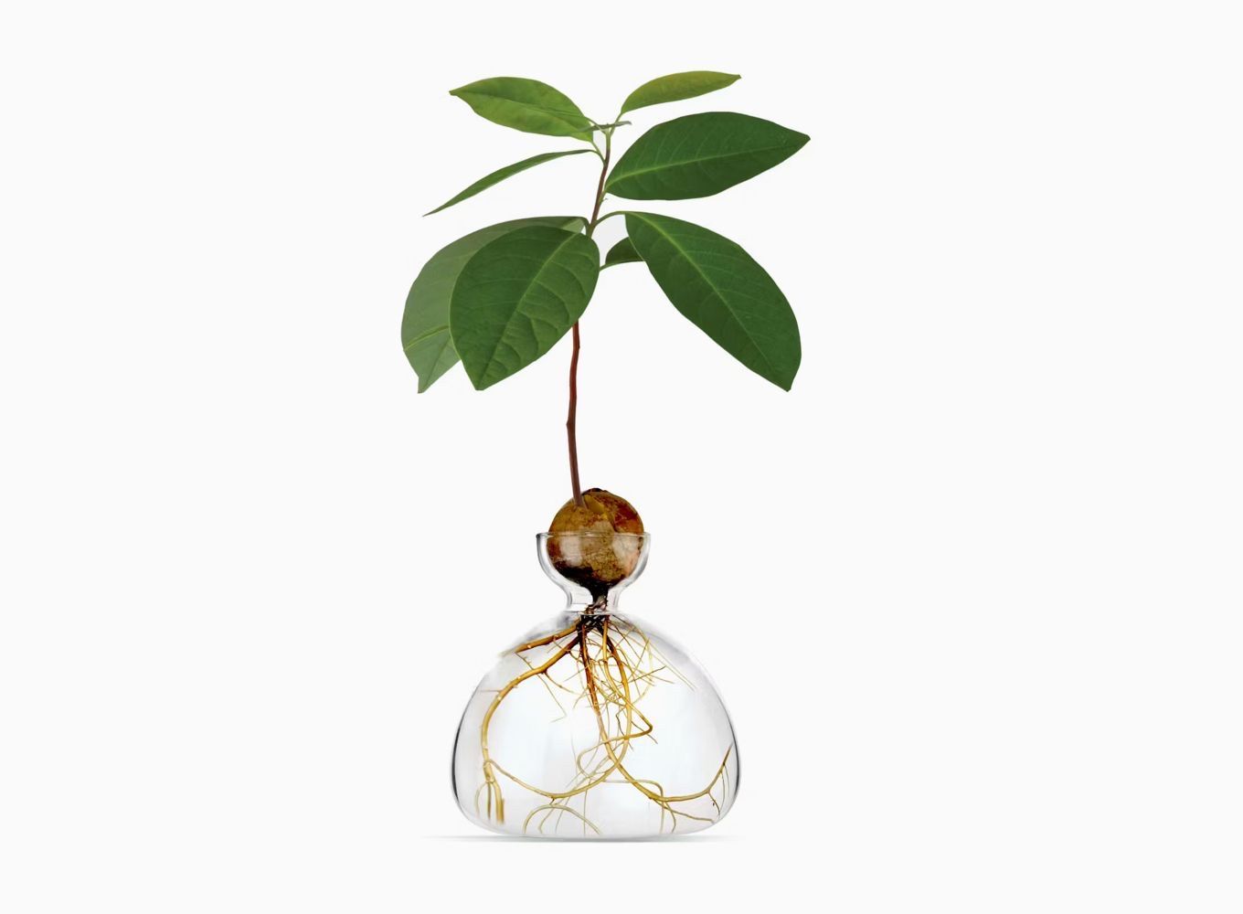 AVOCADO VASE - Image