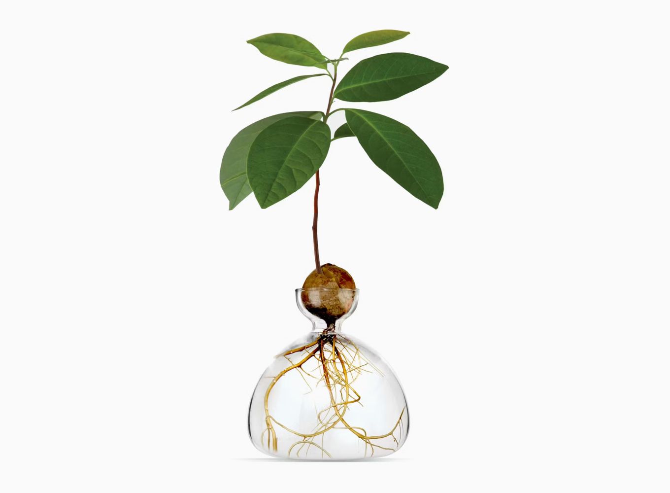 AVOCADO VASE - Image