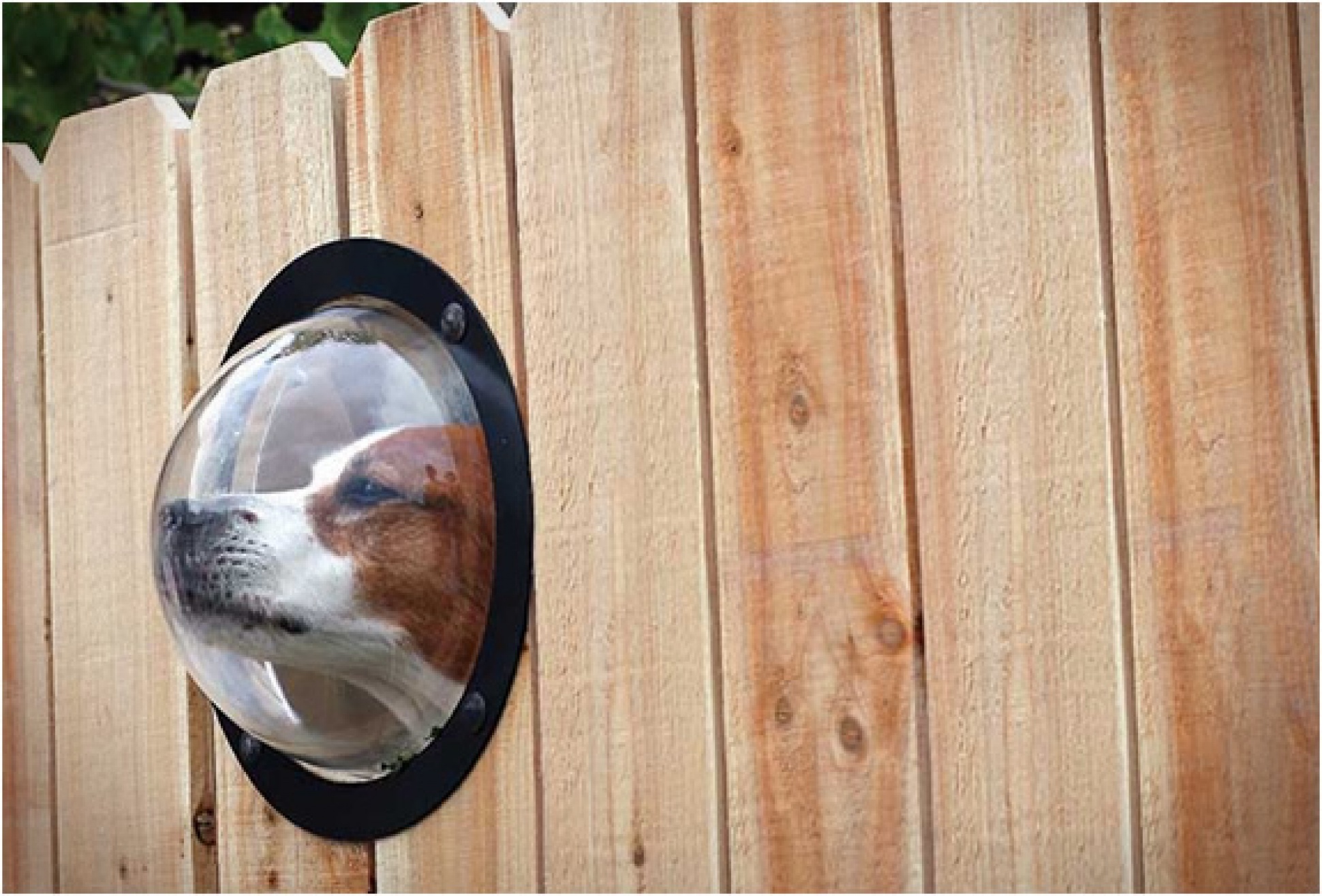 Petpeek | Window For Your Fence | Image