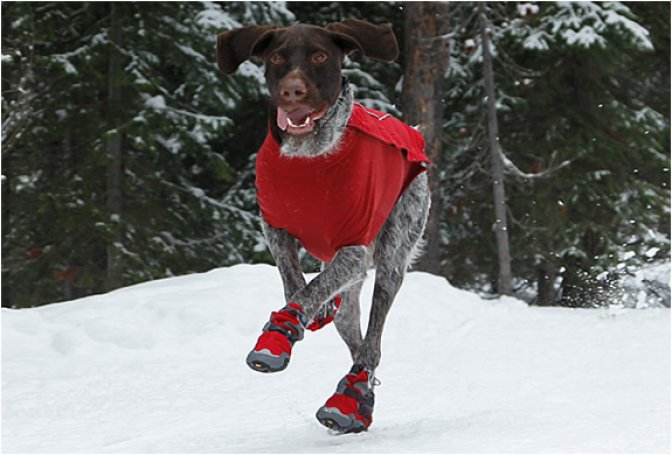 DOG POLAR TREX BOOTS - Image