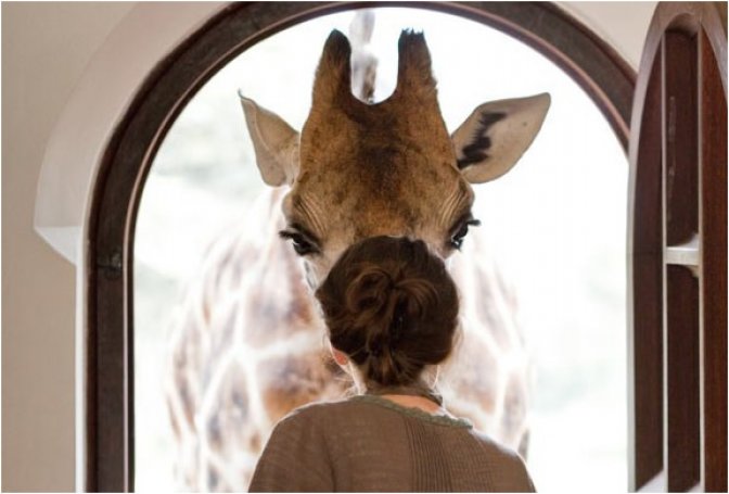 THE AMAZING GIRAFFE MANOR | NAIROBI AFRICA - Image