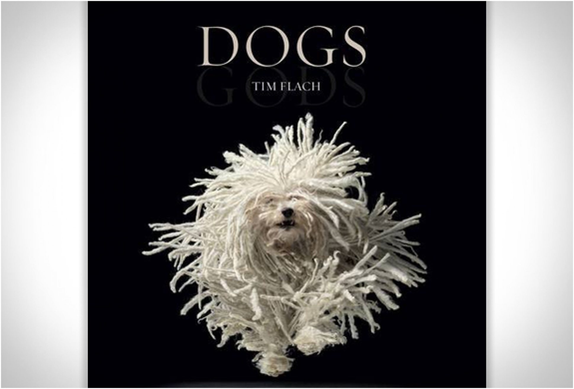 Dogs Gods | By Tim Flach | Image