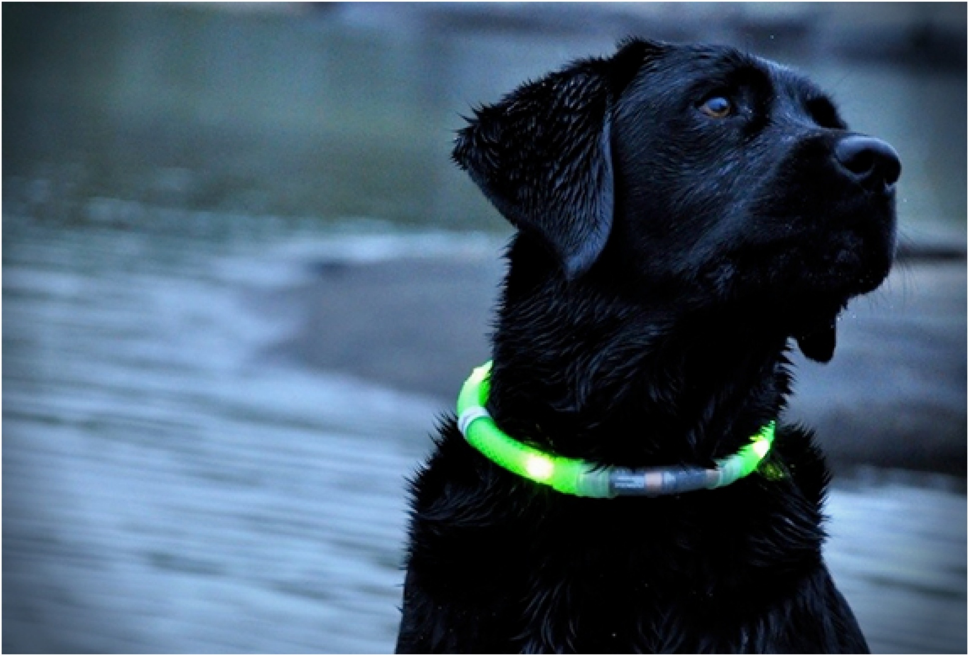 Glowdoggie collar store