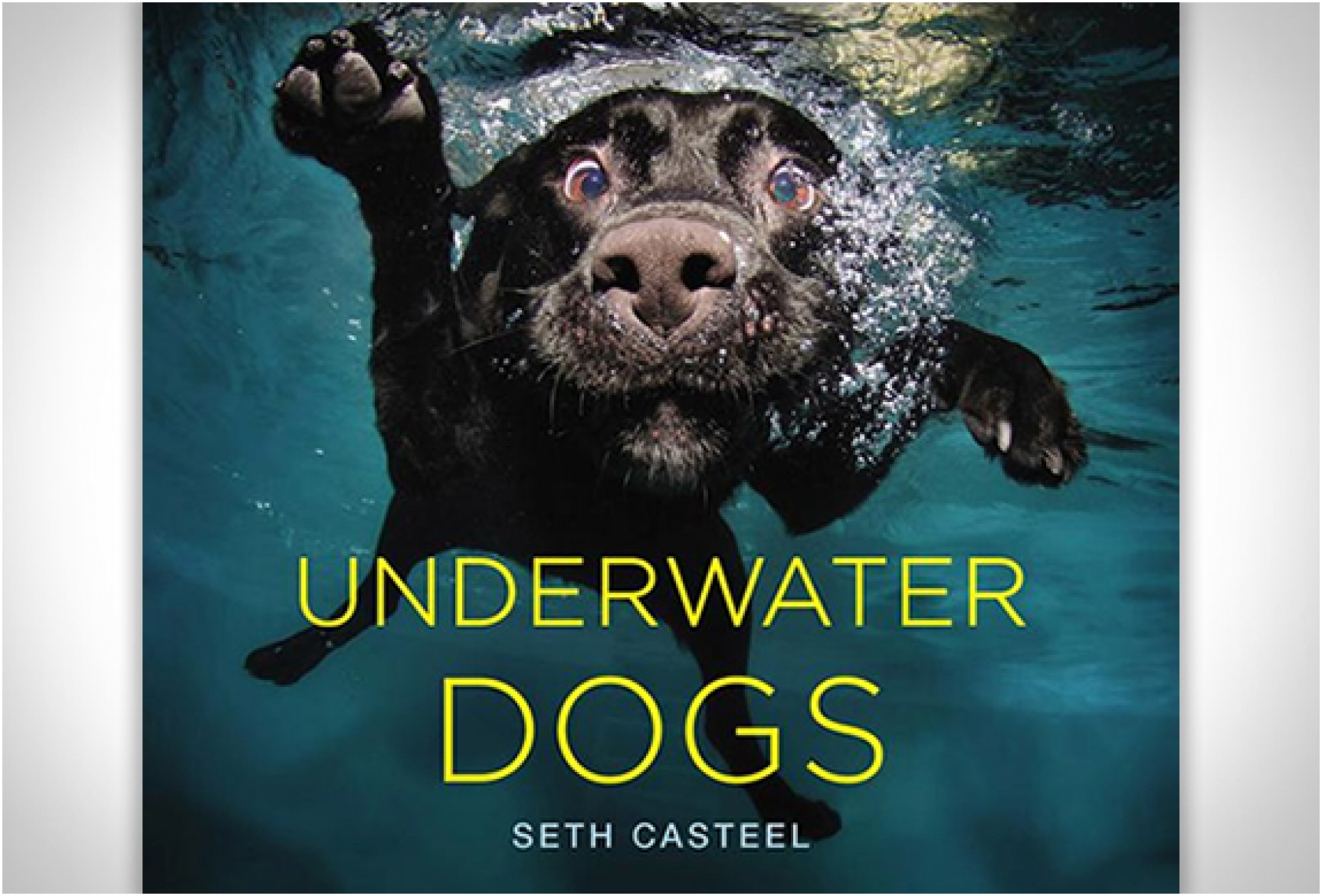 Underwater Dogs | By Seth Casteel | Image