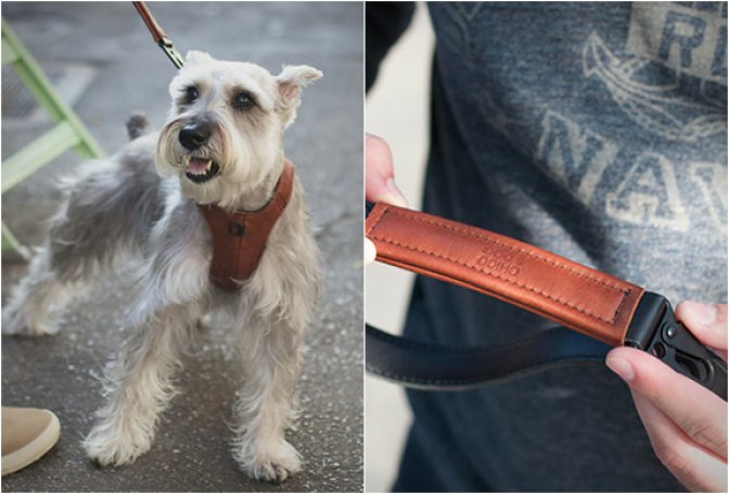 CHICO AND DOG | STYLISH DOG PRODUCTS - Image
