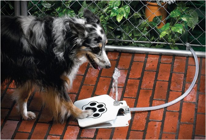 DOGGIE FOUNTAIN - Image