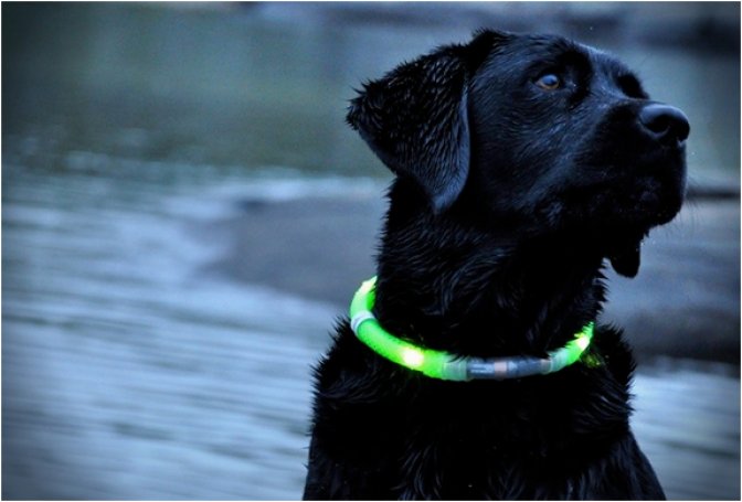 GLOWDOGGIE - Image