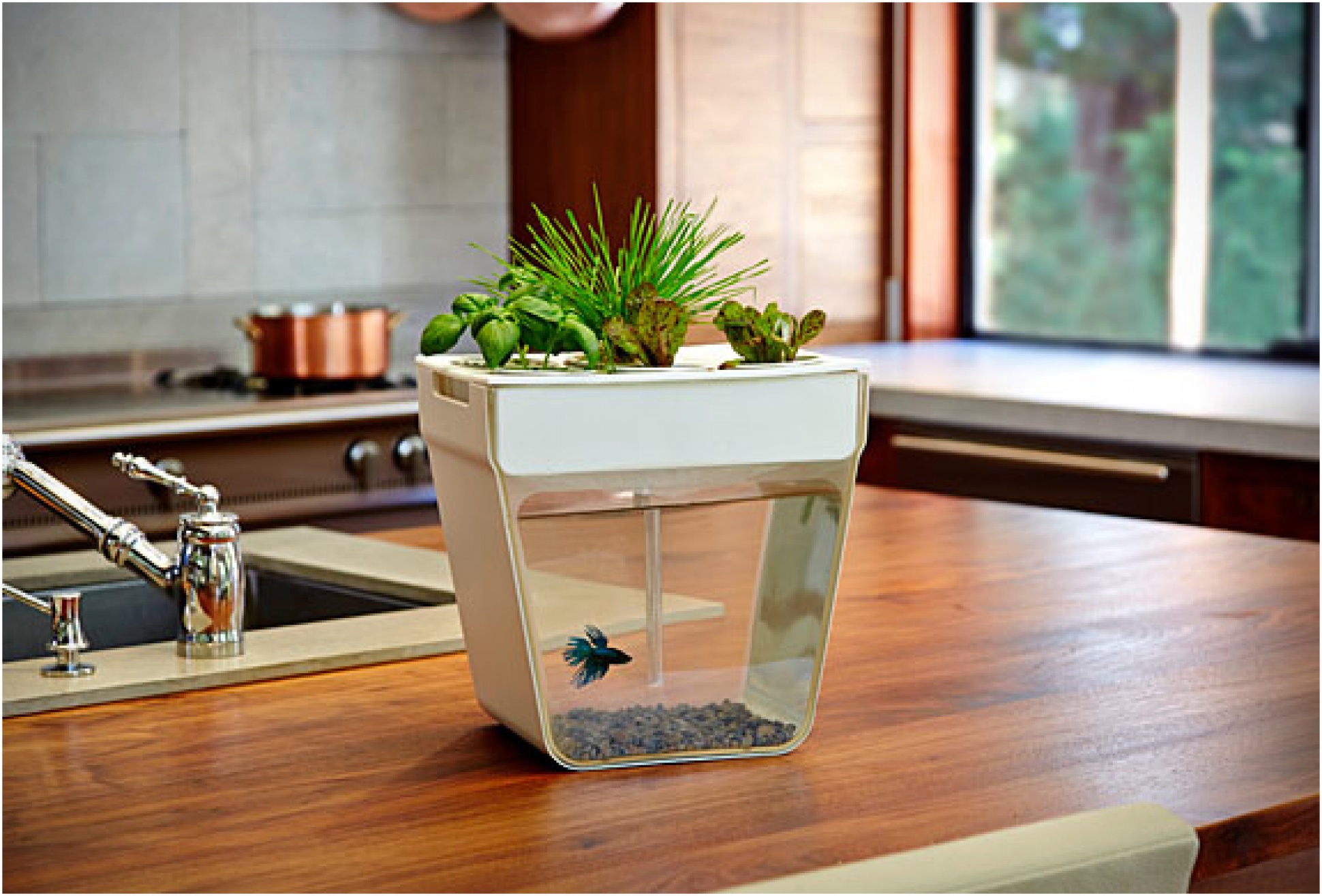 Aquafarm fish tank online