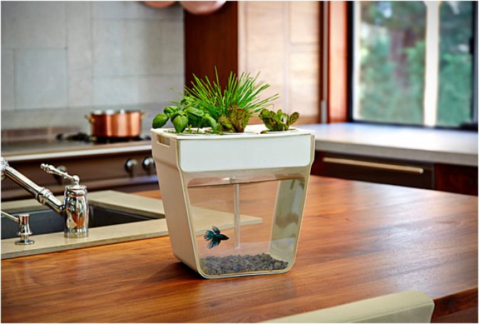 AQUAFARM - Image