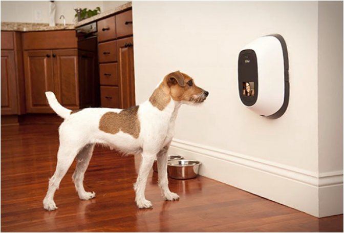 PETCHATZ - Image