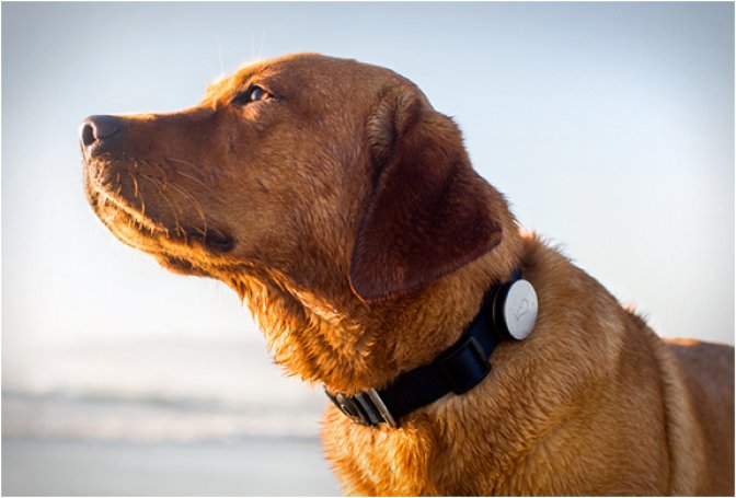WHISTLE | DOG ACTIVITY MONITOR - Image