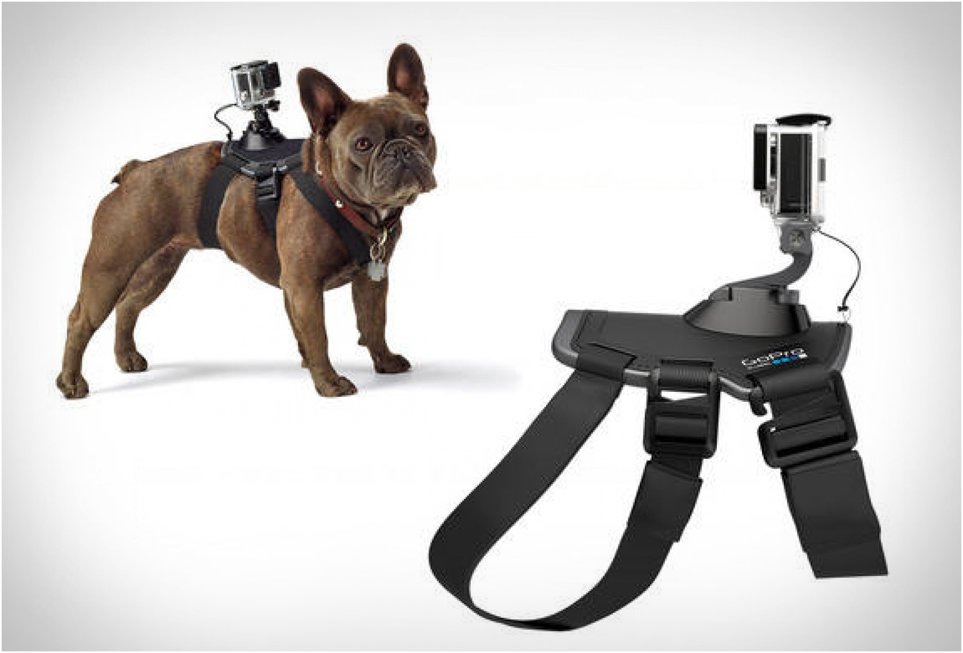 Gopro fetch dog top