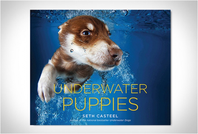 UNDERWATER PUPPIES | BY SETH CASTEEL - Image