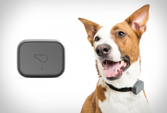Whistle GPS Pet Tracker - Image