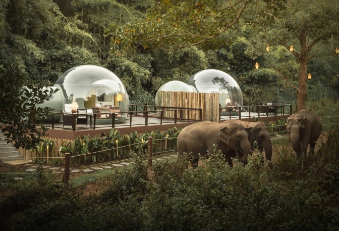 JUNGLE BUBBLES - Image