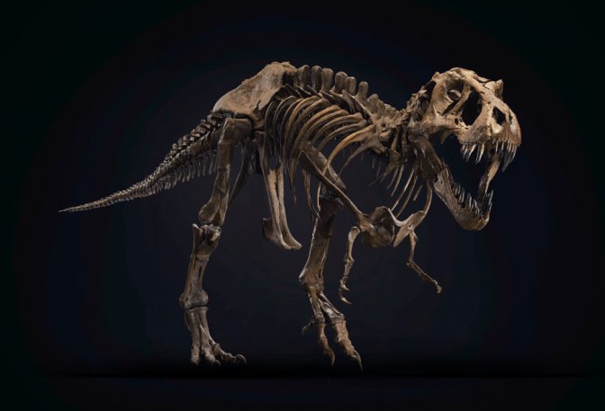 Stan T-Rex Skeleton - Image