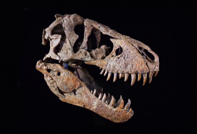 T-Rex Skull - Image