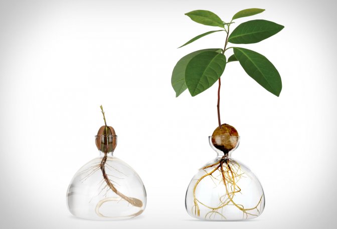 Ilex Studio Avocado Vase - Image