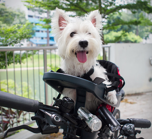 buddyrider-3.jpg | Image