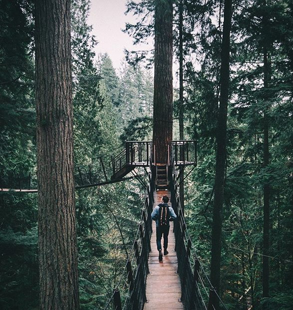capilano-suspension-bridge-park-16.jpg