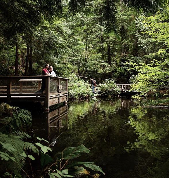 capilano-suspension-bridge-park-7.jpg