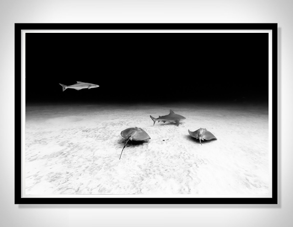 christian-vizl-ocean-prints-4.jpg | Image