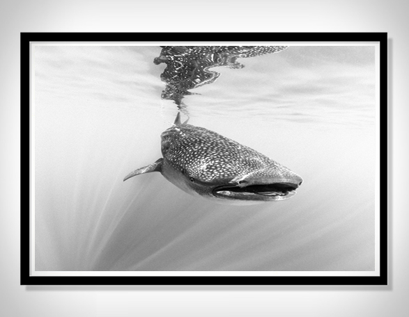 christian-vizl-ocean-prints-7.jpg