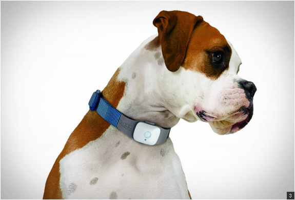 dog-gear-2.jpg | Image