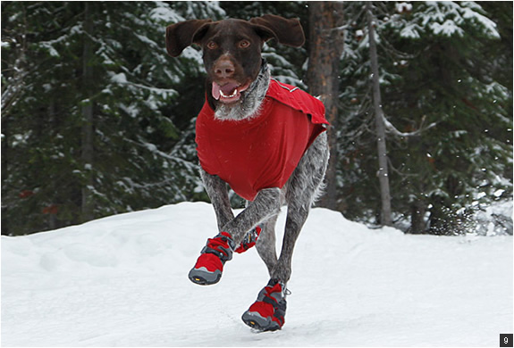 dog-gear-5.jpg | Image
