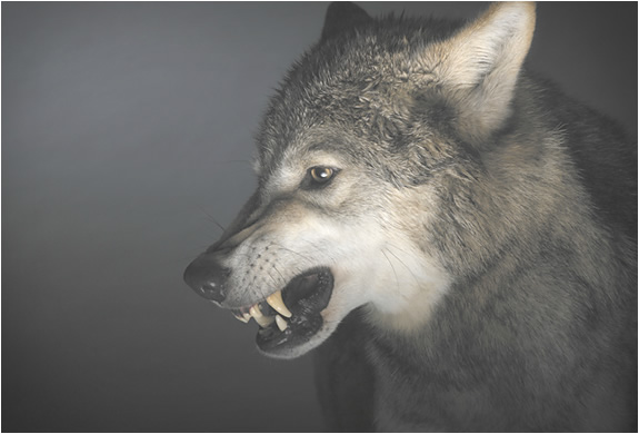dogs-dogs-tim-flach-5.jpg | Image