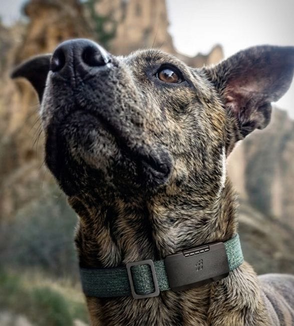 fi-ultra-satellite-dog-tracker-4.jpg | Image
