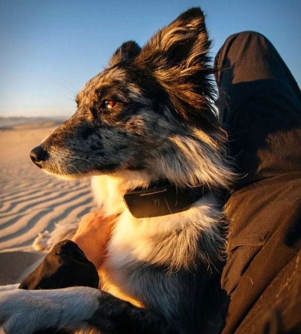 fi-ultra-satellite-dog-tracker-5.jpg | Image