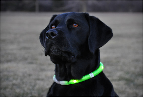glowdoggie-4.jpg | Image