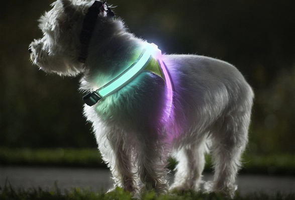 lighthound-3.jpg | Image
