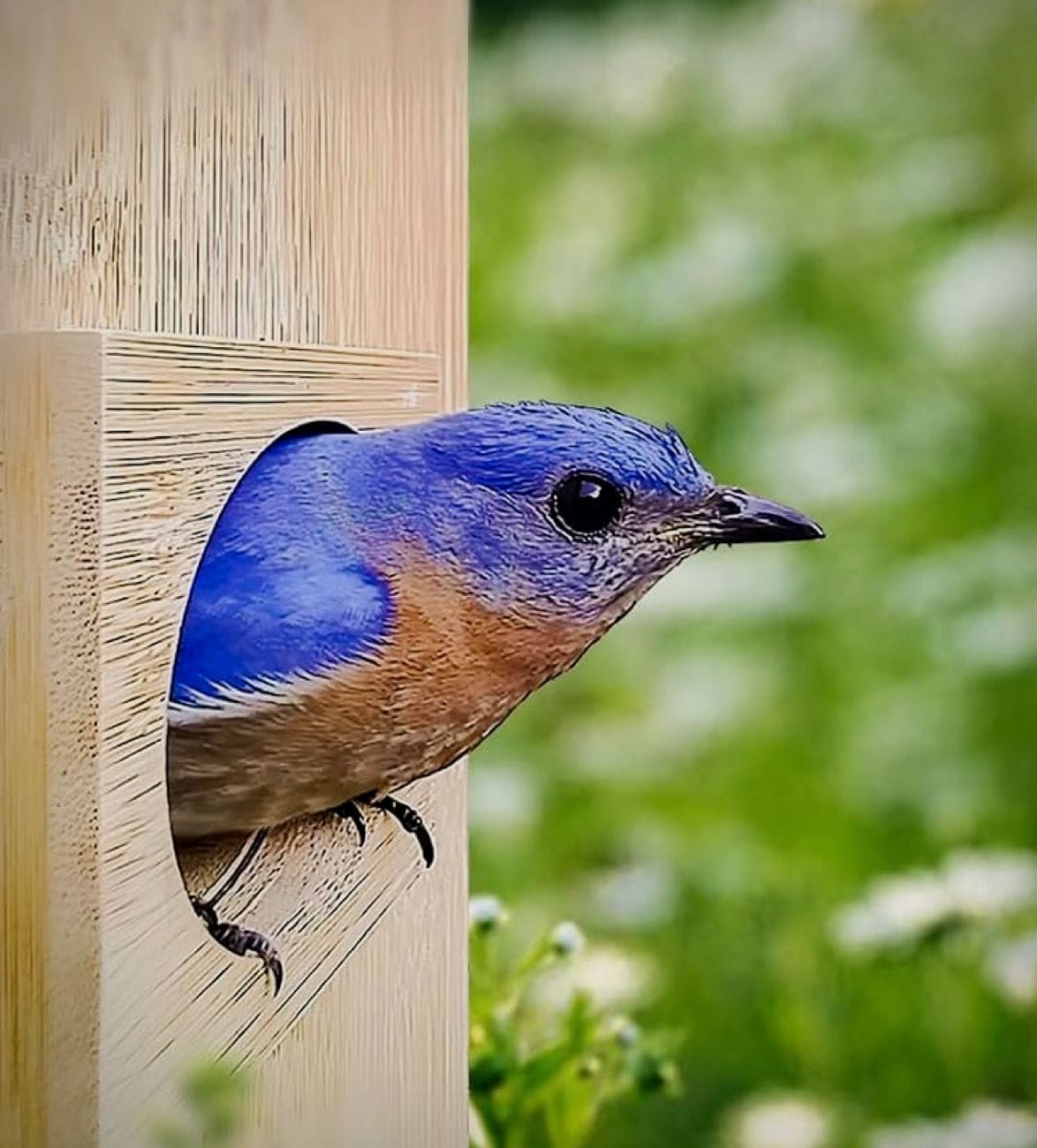 nest-duo-smart-bird-house-4.jpg | Image