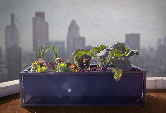 noocity-growbed-9.jpg