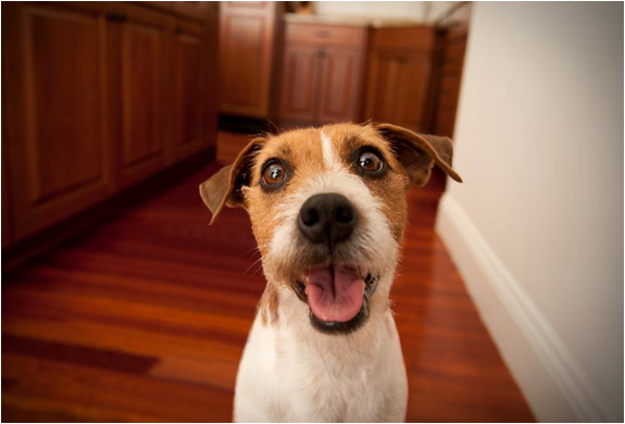 petchatz-5.jpg | Image