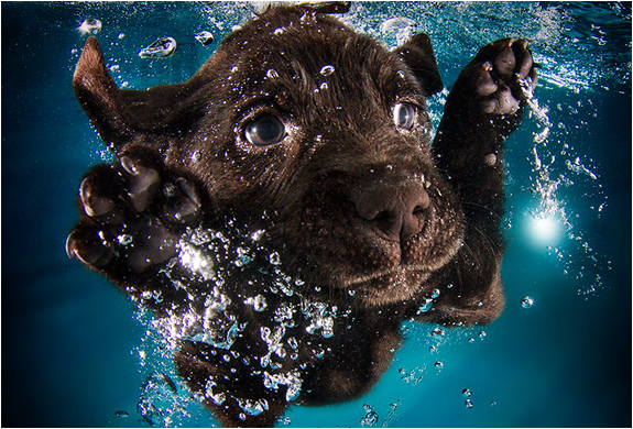 seth-casteel-underwater-puppies-2.jpg | Image
