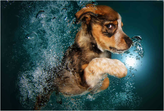 seth-casteel-underwater-puppies-3.jpg | Image